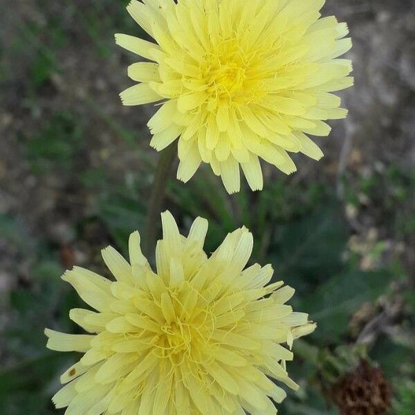 Urospermum dalechampii പുഷ്പം