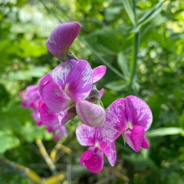 Lathyrus heterophyllus Floare