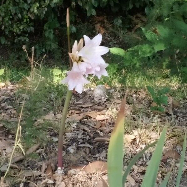 Amaryllis belladonna 花