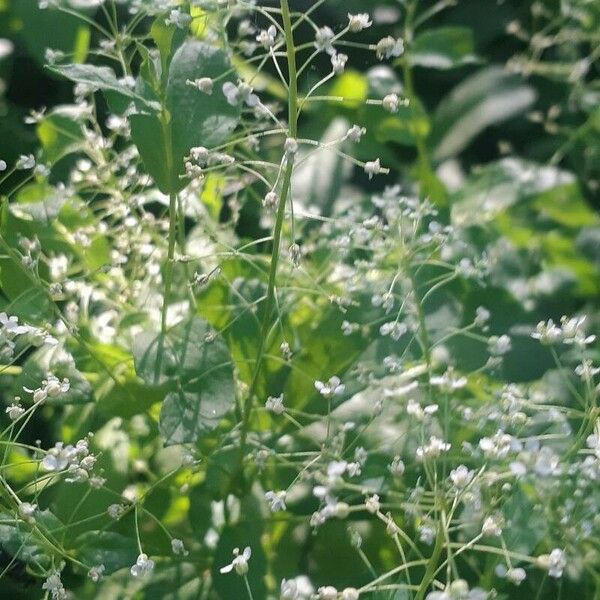 Lepidium latifolium Flor