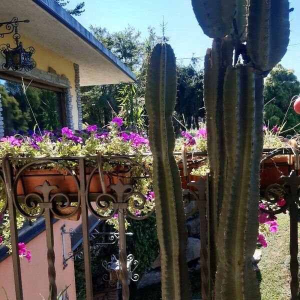 Cereus hexagonus Hostoa