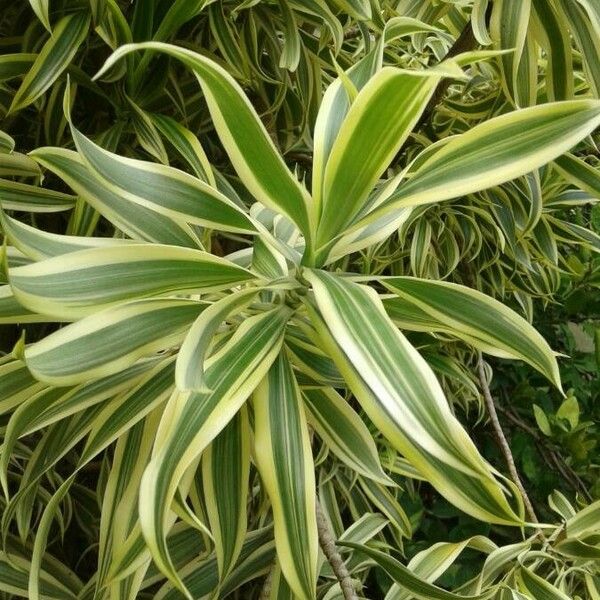 Dracaena reflexa Ліст