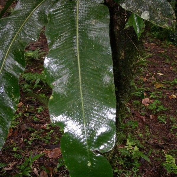 Campyloneurum brevifolium Fuelha