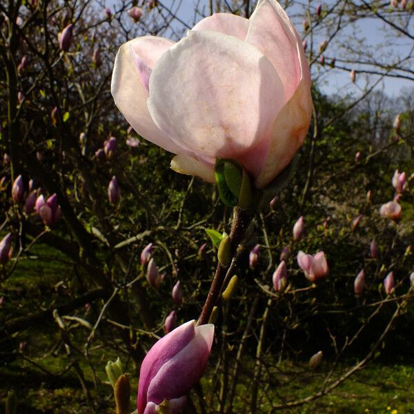 Magnolia × soulangeana Kwiat