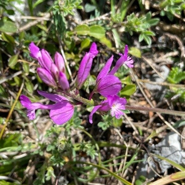 Polygala major Цветок