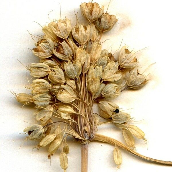 Allium paniculatum ᱵᱟᱦᱟ
