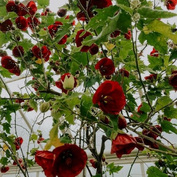 Abutilon guineense Žiedas