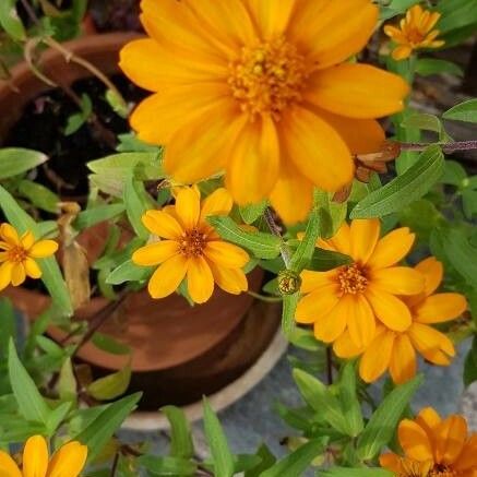 Zinnia angustifolia 花