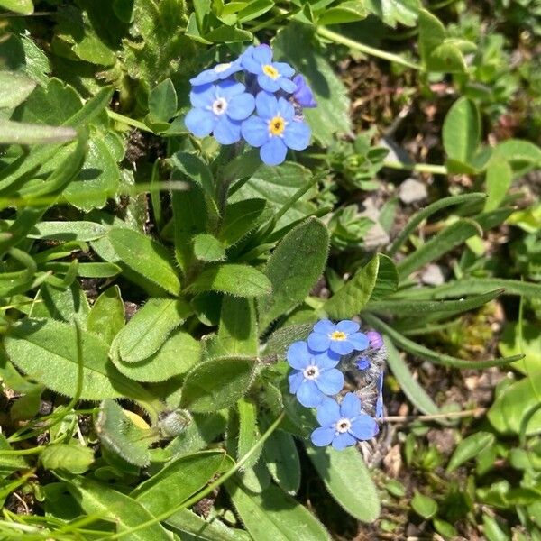 Myosotis alpestris Συνήθη χαρακτηριστικά