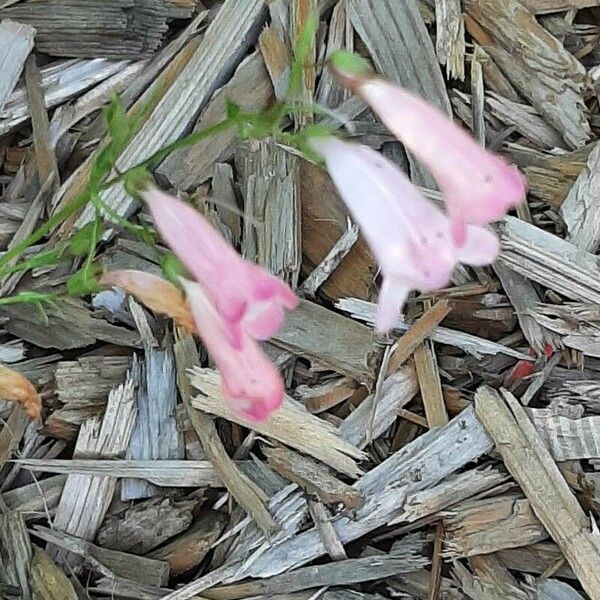 Cynanchica aristata Blomma