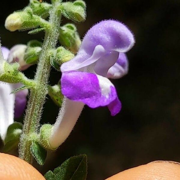 Scutellaria alabamensis 花