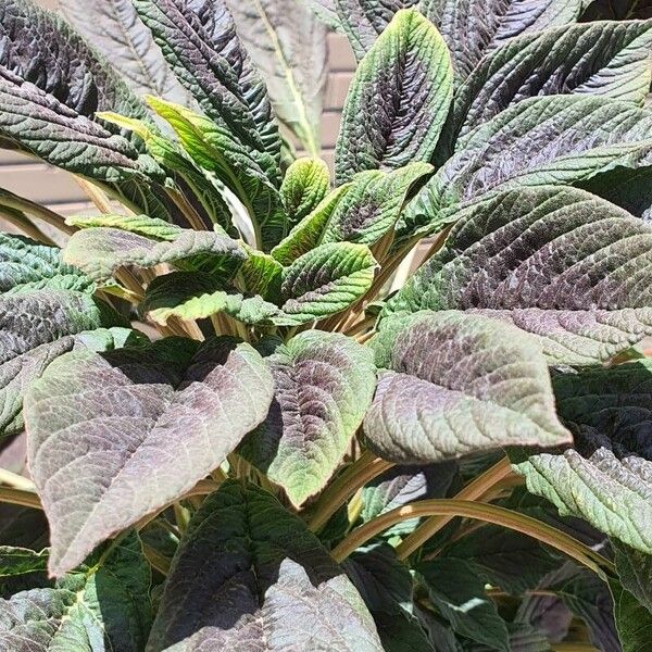 Amaranthus tricolor Leaf