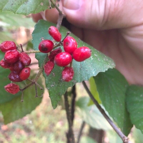 Viburnum dilatatum Vili