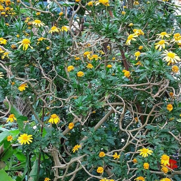 Euryops chrysanthemoides অভ্যাস