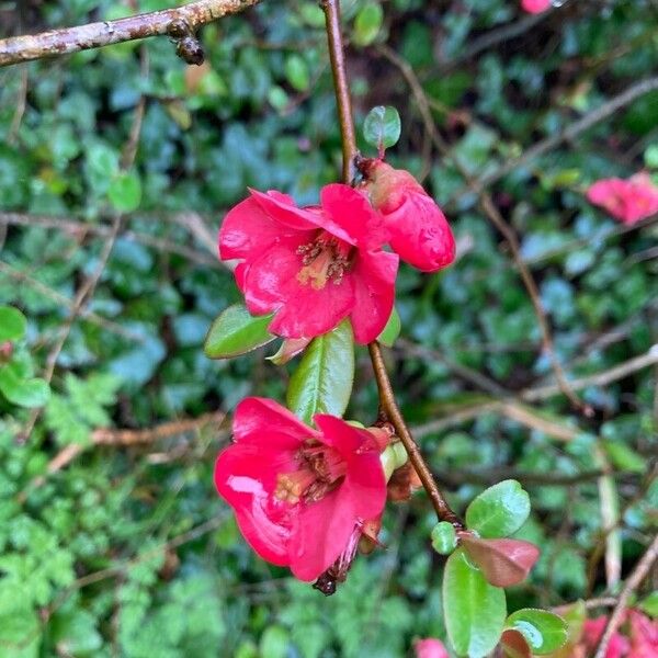 Chaenomeles speciosa ফুল