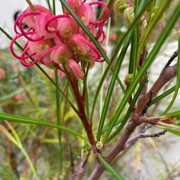 Grevillea rosmarinifolia Кветка