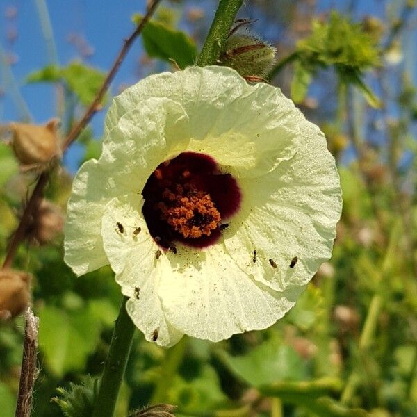 Hibiscus diversifolius Kwiat