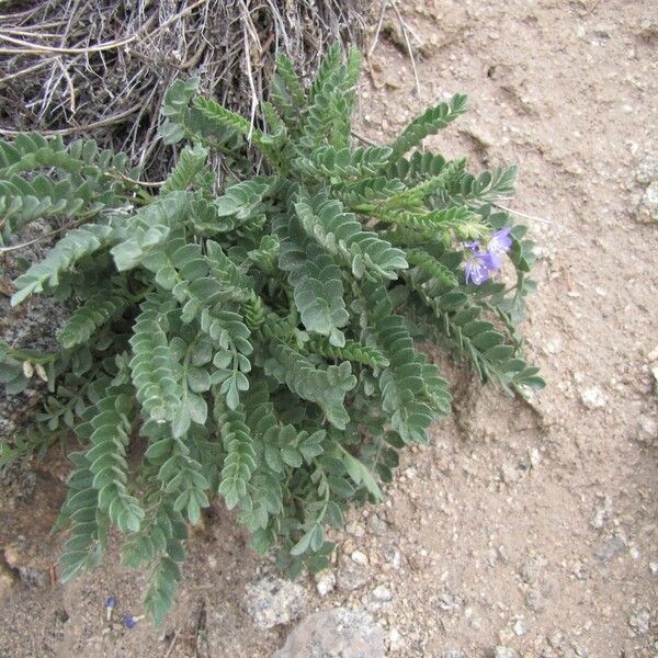 Polemonium pulcherrimum Plante entière