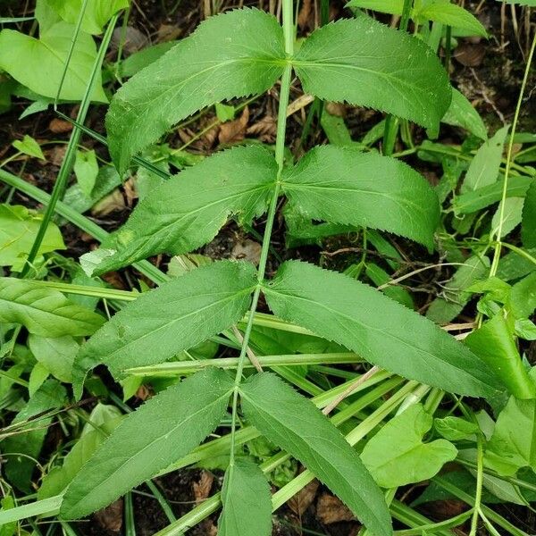 Sium latifolium ᱥᱟᱠᱟᱢ