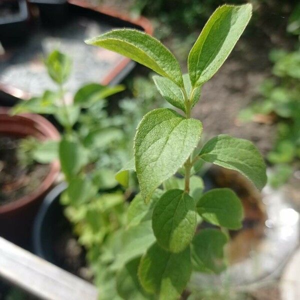 Philadelphus x virginalis Blad