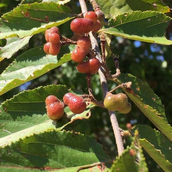 Grewia flavescens Плод