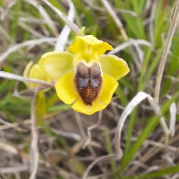 Ophrys lutea Λουλούδι