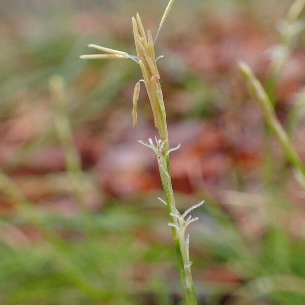 Carex alba Tervik taim