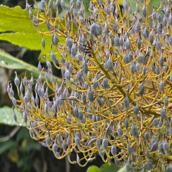 Bocconia frutescens Blüte