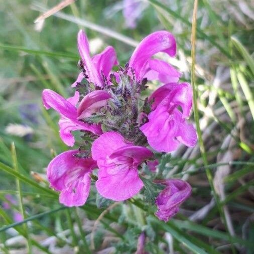 Pedicularis gyroflexa Цветок