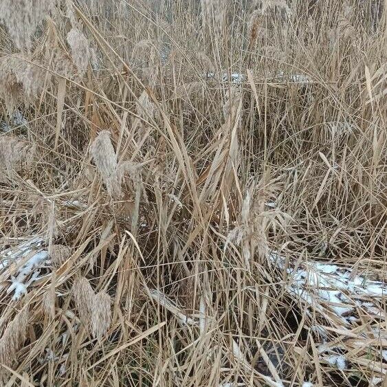 Phragmites australis অভ্যাস