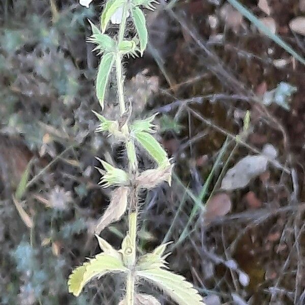 Sideritis romana Hábito