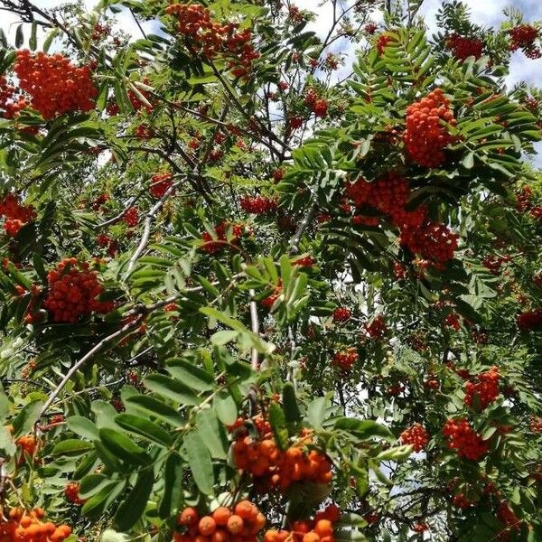 Sorbus aucuparia Листок