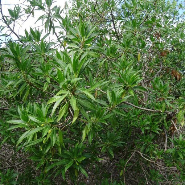Bontia daphnoides Alkat (teljes növény)
