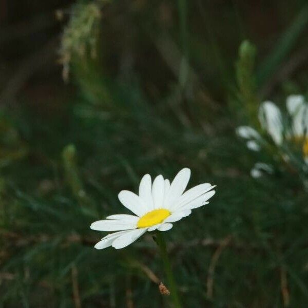 Anthemis arvensis 花