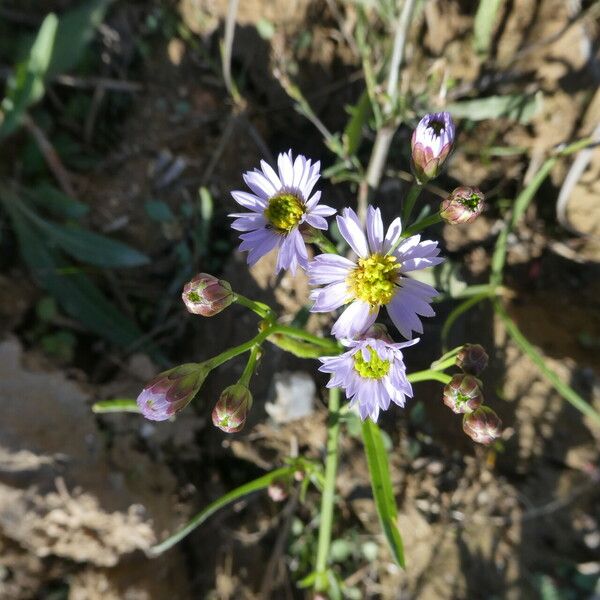 Tripolium pannonicum Floare