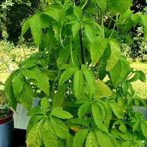 Cyclanthera pedata Blatt