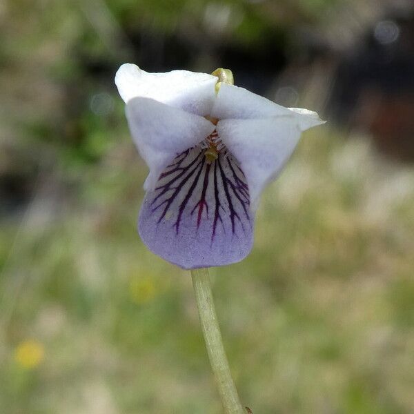 Viola palustris Cvet