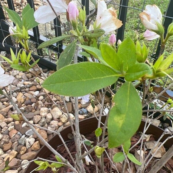 Rhododendron schlippenbachii Leaf