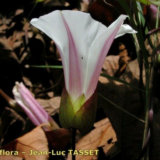 Calystegia × pulchra Kvet