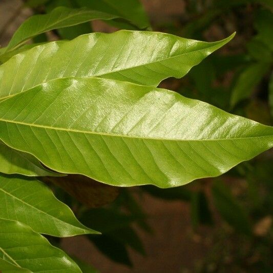 Michelia champaca Leaf