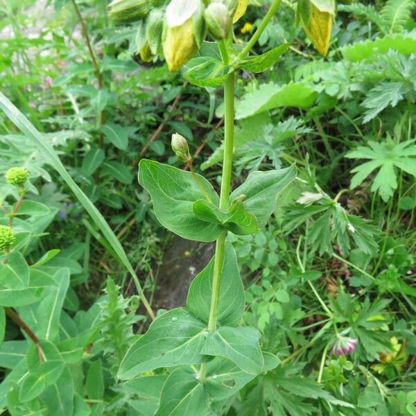 Hypericum richeri Fuelha