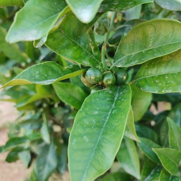 Citrus sinensis ഇല