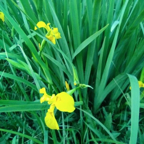 Iris pseudacorus Hábito