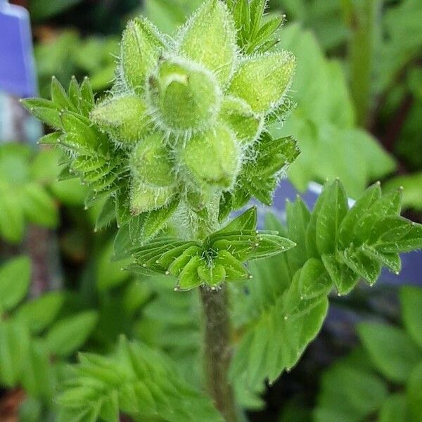 Polemonium caeruleum Flor