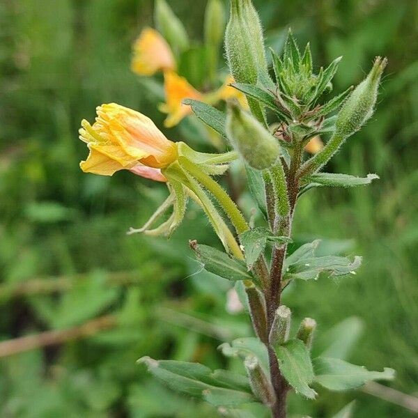 Oenothera villosa 花