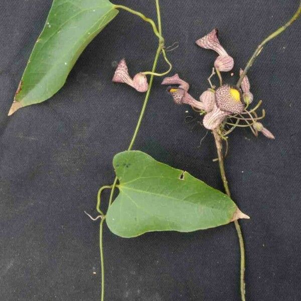 Aristolochia triangularis Fulla