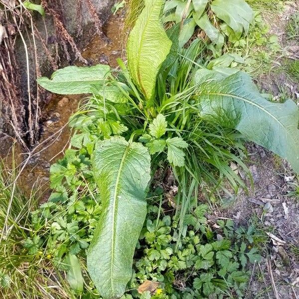 Rumex patientia Folha