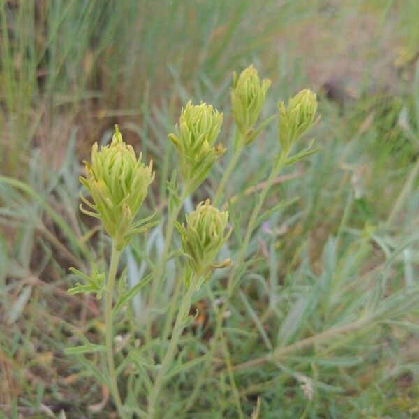 Castilleja thompsonii 葉