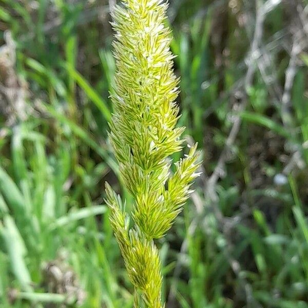 Phalaris angusta Flor