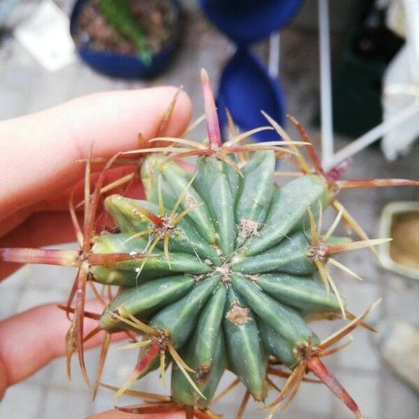 Ferocactus latispinus পাতা